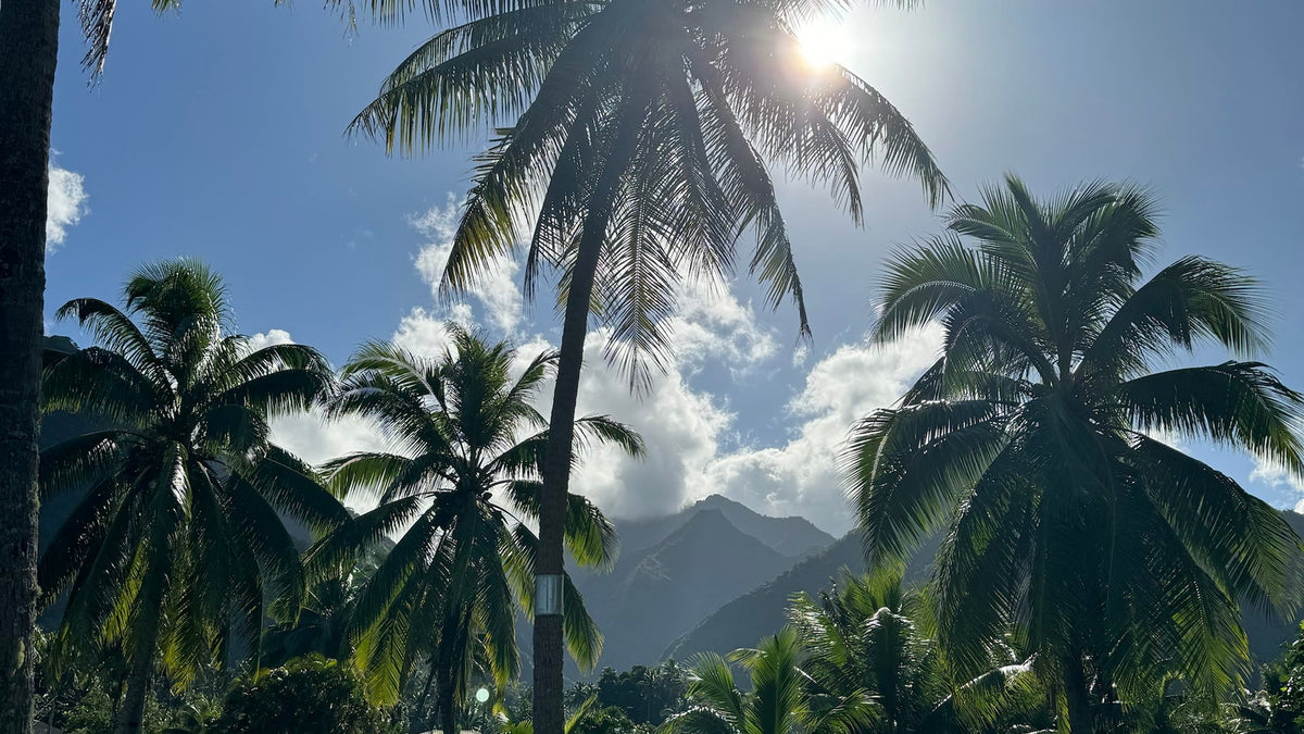 Coconut palms and green mountains in the sun on Tahiti